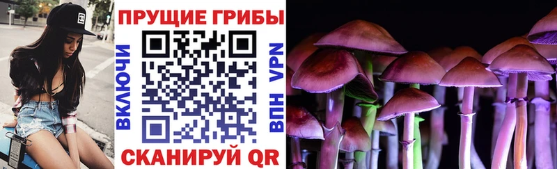 купить наркотики цена  Подпорожье  Галлюциногенные грибы Psilocybe 